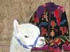 AKHIRA ALPACA STUD AND SHOP