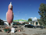 THE BIG GALAH