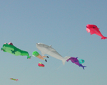 International Kite Festival
